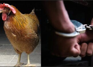 ਗੁਰਦਾਸਪੁਰ : ਚਿਕਨ ਸ਼ਾਪ ‘ਤੇ ਮੁਰਗਾ ਖਾਂਦੇ ਨੌਜਵਾਨ ਨੂੰ ਗੋਲ਼ੀਆਂ ਮਾਰ ਕੇ ਭੱਜਿਆ ਮੁਲਜ਼ਮ 1 ਸਾਲ ਬਾਅਦ ਗ੍ਰਿਫਤਾਰ