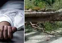 ਫਿਰੋਜ਼ਪੁਰ : ਡਿਊਟੀ ‘ਤੇ ਜਾਂਦੇ ਮੋਟਰਸਾਈਕਲ ਸਵਾਰ ਬਿਜਲੀ ਮੁਲਾਜ਼ਮ ‘ਤੇ ਡਿੱਗਾ ਸਫ਼ੈਦਾ, ਮੌਕੇ ‘ਤੇ ਮੌਤ