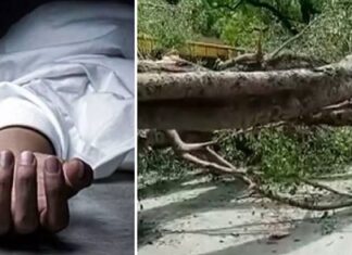 ਫਿਰੋਜ਼ਪੁਰ : ਡਿਊਟੀ ‘ਤੇ ਜਾਂਦੇ ਮੋਟਰਸਾਈਕਲ ਸਵਾਰ ਬਿਜਲੀ ਮੁਲਾਜ਼ਮ ‘ਤੇ ਡਿੱਗਾ ਸਫ਼ੈਦਾ, ਮੌਕੇ ‘ਤੇ ਮੌਤ