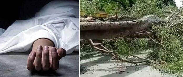 ਫਿਰੋਜ਼ਪੁਰ : ਡਿਊਟੀ ‘ਤੇ ਜਾਂਦੇ ਮੋਟਰਸਾਈਕਲ ਸਵਾਰ ਬਿਜਲੀ ਮੁਲਾਜ਼ਮ ‘ਤੇ ਡਿੱਗਾ ਸਫ਼ੈਦਾ, ਮੌਕੇ ‘ਤੇ ਮੌਤ