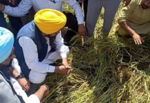 ਮੀਂਹ ਨਾਲ ਖਰਾਬ ਫ਼ਸਲਾਂ ਦਾ ਮਿਲੇਗਾ ਇੰਨਾ ਮੁਆਵਜ਼ਾ; CM ਮਾਨ ਨੇ ਕਰ’ਤਾ ਐਲਾਨ