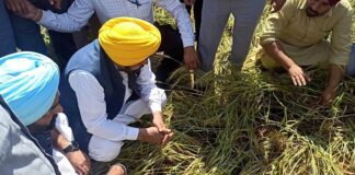 ਮੀਂਹ ਨਾਲ ਖਰਾਬ ਫ਼ਸਲਾਂ ਦਾ ਮਿਲੇਗਾ ਇੰਨਾ ਮੁਆਵਜ਼ਾ; CM ਮਾਨ ਨੇ ਕਰ’ਤਾ ਐਲਾਨ