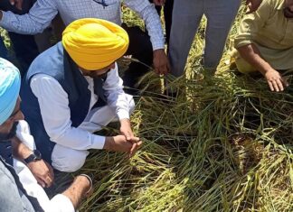 ਮੀਂਹ ਨਾਲ ਖਰਾਬ ਫ਼ਸਲਾਂ ਦਾ ਮਿਲੇਗਾ ਇੰਨਾ ਮੁਆਵਜ਼ਾ; CM ਮਾਨ ਨੇ ਕਰ’ਤਾ ਐਲਾਨ