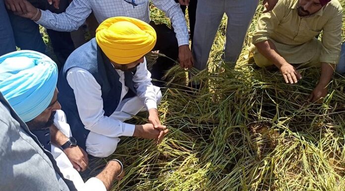 ਮੀਂਹ ਨਾਲ ਖਰਾਬ ਫ਼ਸਲਾਂ ਦਾ ਮਿਲੇਗਾ ਇੰਨਾ ਮੁਆਵਜ਼ਾ; CM ਮਾਨ ਨੇ ਕਰ’ਤਾ ਐਲਾਨ