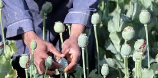 ਲੁਧਿਆਣਾ : ਘਰ ਦੀ ਛੱਤ ‘ਤੇ ਅਫੀਮ ਦੀ ਖੇਤੀ ਕਰਦਾ ਮੁਲਜ਼ਮ ਗ੍ਰਿਫਤਾਰ, 81 ਪੌਦੇ ਬਰਾਮਦ