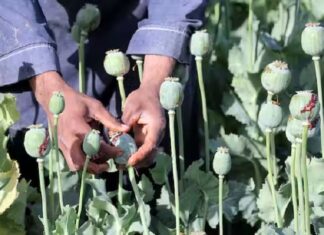 ਲੁਧਿਆਣਾ : ਘਰ ਦੀ ਛੱਤ ‘ਤੇ ਅਫੀਮ ਦੀ ਖੇਤੀ ਕਰਦਾ ਮੁਲਜ਼ਮ ਗ੍ਰਿਫਤਾਰ, 81 ਪੌਦੇ ਬਰਾਮਦ