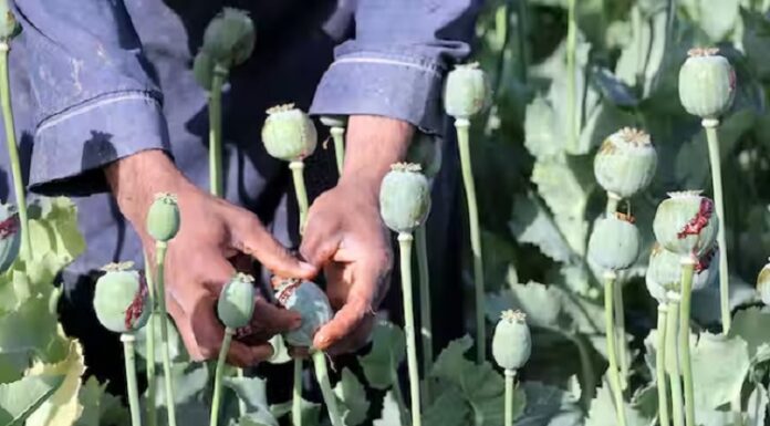 ਲੁਧਿਆਣਾ : ਘਰ ਦੀ ਛੱਤ ‘ਤੇ ਅਫੀਮ ਦੀ ਖੇਤੀ ਕਰਦਾ ਮੁਲਜ਼ਮ ਗ੍ਰਿਫਤਾਰ, 81 ਪੌਦੇ ਬਰਾਮਦ