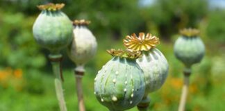 ਅੰਬਾਲਾ ‘ਚ ਅਫੀਮ ਦੀ ਖੇਤੀ ਕਰਦਾ ਵਿਅਕਤੀ ਗ੍ਰਿਫਤਾਰ, ਵਿਹੜੇ ‘ਚ ਉਗਾਏ ਸਨ ਪੌਦੇ