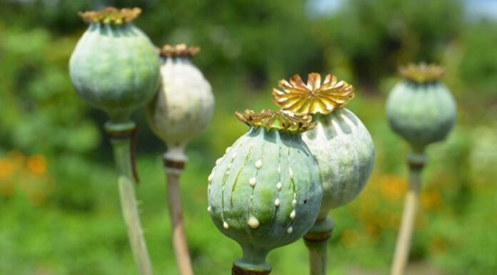 ਅੰਬਾਲਾ ‘ਚ ਅਫੀਮ ਦੀ ਖੇਤੀ ਕਰਦਾ ਵਿਅਕਤੀ ਗ੍ਰਿਫਤਾਰ, ਵਿਹੜੇ ‘ਚ ਉਗਾਏ ਸਨ ਪੌਦੇ