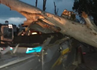 ਖਰਾਬ ਮੌਸਮ ਕਾਰਨ ਅਧਿਆਪਕਾਂ ਨਾਲ ਭਰੀ ਗੱਡੀ ‘ਤੇ ਡਿੱਗਿਆ ਸਫ਼ੈਦਾ, ਕਈ ਜ਼ਖਮੀ