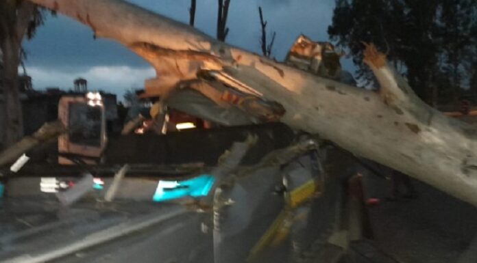 ਖਰਾਬ ਮੌਸਮ ਕਾਰਨ ਅਧਿਆਪਕਾਂ ਨਾਲ ਭਰੀ ਗੱਡੀ ‘ਤੇ ਡਿੱਗਿਆ ਸਫ਼ੈਦਾ, ਕਈ ਜ਼ਖਮੀ