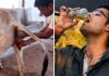 IVRI ਦੀ ਰਿਸਰਚ ‘ਚ ਦਾਅਵਾ : ਮਨੁੱਖਾਂ ਲਈ ਗਊ ਮੂਤਰ ਦਾ ਸਿੱਧਾ ਸੇਵਨ ਬੇਹੱਦ ਖਤਰਨਾਕ