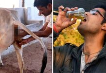 IVRI ਦੀ ਰਿਸਰਚ ‘ਚ ਦਾਅਵਾ : ਮਨੁੱਖਾਂ ਲਈ ਗਊ ਮੂਤਰ ਦਾ ਸਿੱਧਾ ਸੇਵਨ ਬੇਹੱਦ ਖਤਰਨਾਕ