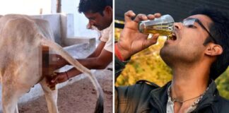 IVRI ਦੀ ਰਿਸਰਚ ‘ਚ ਦਾਅਵਾ : ਮਨੁੱਖਾਂ ਲਈ ਗਊ ਮੂਤਰ ਦਾ ਸਿੱਧਾ ਸੇਵਨ ਬੇਹੱਦ ਖਤਰਨਾਕ
