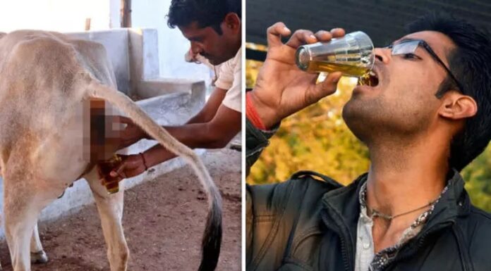 IVRI ਦੀ ਰਿਸਰਚ ‘ਚ ਦਾਅਵਾ : ਮਨੁੱਖਾਂ ਲਈ ਗਊ ਮੂਤਰ ਦਾ ਸਿੱਧਾ ਸੇਵਨ ਬੇਹੱਦ ਖਤਰਨਾਕ