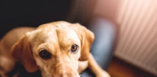 ਮੁੱਖ ਮੰਤਰੀ ਦਾ ਪੋਸਟਰ ਪਾੜਣ ‘ਤੇ ਆਵਾਰਾ ਕੁੱਤੇ ‘ਤੇ ਪਰਚਾ