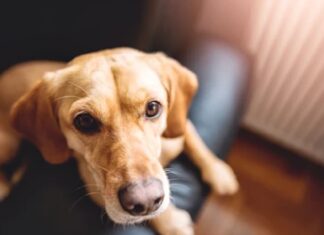 ਮੁੱਖ ਮੰਤਰੀ ਦਾ ਪੋਸਟਰ ਪਾੜਣ ‘ਤੇ ਆਵਾਰਾ ਕੁੱਤੇ ‘ਤੇ ਪਰਚਾ