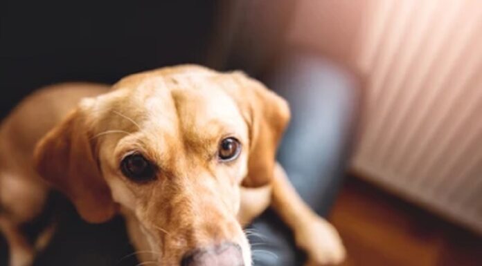 ਮੁੱਖ ਮੰਤਰੀ ਦਾ ਪੋਸਟਰ ਪਾੜਣ ‘ਤੇ ਆਵਾਰਾ ਕੁੱਤੇ ‘ਤੇ ਪਰਚਾ