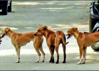 ਪਸ਼ੂ ਪ੍ਰੇਮੀਆਂ ਲਈ ਖੁਸ਼ਖਬਰੀ : ਕੁੱਤਿਆਂ ਨੂੰ ਵੀ ਮਿਲਿਆ ਮੂਲ ਨਿਵਾਸੀ ਦਾ ਅਧਿਕਾਰ