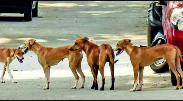 ਪਸ਼ੂ ਪ੍ਰੇਮੀਆਂ ਲਈ ਖੁਸ਼ਖਬਰੀ : ਕੁੱਤਿਆਂ ਨੂੰ ਵੀ ਮਿਲਿਆ ਮੂਲ ਨਿਵਾਸੀ ਦਾ ਅਧਿਕਾਰ