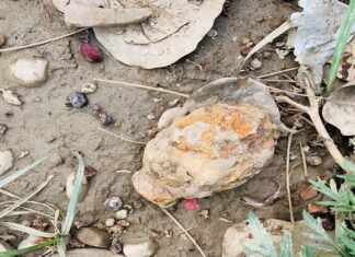 ਵੱਡੀ ਖਬਰ : ਤਰਨਤਾਰਨ ਗੁਰਦੁਆਰਾ ਸਾਹਿਬ ਦੀ ਪਾਰਕਿੰਗ ’ਚੋਂ ਮਿਲਿਆ ਬੰਬ, ਦਹਿਸ਼ਤ ਦਾ ਮਾਹੌਲ