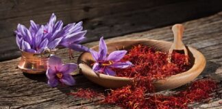 ਚੰਗੀ ਖਬਰ : ਪੰਜਾਬ ਦੇ ਕਿਸਾਨ ਵੀ ਕੇਸਰ ਦੀ ਖੇਤੀ ਕਰ ਕੇ ਬਣ ਸਕਣਗੇ ਅਮੀਰ, 2 ਸਾਲ ‘ਚ ਤਿਆਰ ਹੋਵੇਗੀ ਫਸਲ