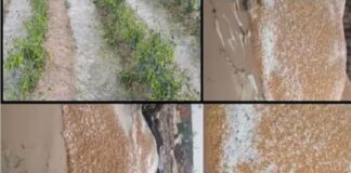 ਅਪ੍ਰੈਲ ਮਹੀਨੇ ਅਸਮਾਨੋਂ ਵਰ੍ਹੇ ਗੜਿਆਂ ਨੇ ਸੁੱਕਣੇ ਪਾਏ ਕਿਸਾਨ, ਨੁਕਸਾਨੀ ਗਈ ਖੇਤਾਂ ‘ਚ ਖੜ੍ਹੀ ਤੇ ਮੰਡੀਆਂ ‘ਚ ਪਈ ਫਸਲ