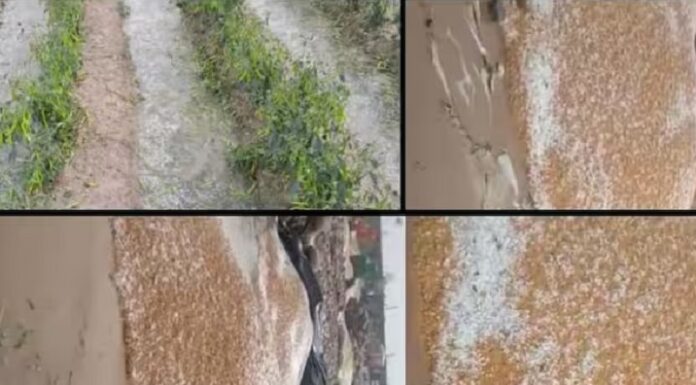 ਅਪ੍ਰੈਲ ਮਹੀਨੇ ਅਸਮਾਨੋਂ ਵਰ੍ਹੇ ਗੜਿਆਂ ਨੇ ਸੁੱਕਣੇ ਪਾਏ ਕਿਸਾਨ, ਨੁਕਸਾਨੀ ਗਈ ਖੇਤਾਂ ‘ਚ ਖੜ੍ਹੀ ਤੇ ਮੰਡੀਆਂ ‘ਚ ਪਈ ਫਸਲ