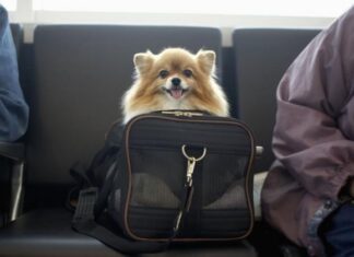 ਭਾਰਤੀ ਰੇਲਵੇ ਵਲੋਂ ਜਲਦ ਪਾਲਤੂ ਜਾਨਵਰਾਂ ਲਈ ਆਨਲਾਈਨ ਸੀਟ ਬੁਕਿੰਗ ਦੀ ਦਿੱਤੀ ਜਾਵੇਗੀ ਸਹੂਲਤ