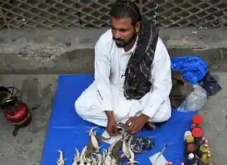 ਹਾਲ-ਏ-ਪਾਕਿਸਤਾਨ : ਦੋ ਡੰਗ ਦੀ ਰੋਟੀ ਦੇ ਜੁਗਾੜ ਦੀ ਥਾਂ ਕਿਰਲੀ ਤੇ ਬਿੱਛੂ ਪੀਸ ਕੇ ਬਣਾਈ ਵਿਆਗਰਾ ਪਿੱਛੇ ਪਾਗਲ ਹੋਏ ਲੋਕ