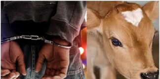 ਕਪੂਰਥਲਾ ‘ਚ ਗਾਂ ਦੀ ਵੱਛੀ ਨਾਲ ਜਬਰ-ਜ਼ਨਾਹ ਤੋਂ ਬਾਅਦ ਕਤਲ, 4 ਆਰੋਪੀ ਗ੍ਰਿਫਤਾਰ