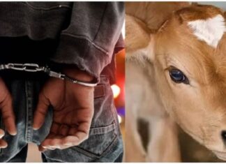 ਕਪੂਰਥਲਾ ‘ਚ ਗਾਂ ਦੀ ਵੱਛੀ ਨਾਲ ਜਬਰ-ਜ਼ਨਾਹ ਤੋਂ ਬਾਅਦ ਕਤਲ, 4 ਆਰੋਪੀ ਗ੍ਰਿਫਤਾਰ