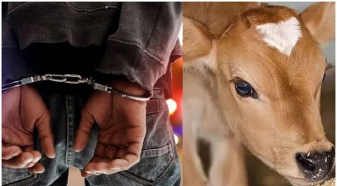 ਕਪੂਰਥਲਾ ‘ਚ ਗਾਂ ਦੀ ਵੱਛੀ ਨਾਲ ਜਬਰ-ਜ਼ਨਾਹ ਤੋਂ ਬਾਅਦ ਕਤਲ, 4 ਆਰੋਪੀ ਗ੍ਰਿਫਤਾਰ