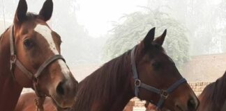 ਬਠਿੰਡਾ : ਗਲੈਂਡਰਜ਼ ਵਾਇਰਸ ਨਾਲ 2 ਘੋੜਿਆਂ ਦੀ ਹੋਈ ਮੌਤ, ਪੰਜਾਬ ‘ਚ ਬੀਮਾਰੀ ਨੇ ਦਿੱਤੀ ਦਸਤਕ