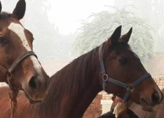 ਬਠਿੰਡਾ : ਗਲੈਂਡਰਜ਼ ਵਾਇਰਸ ਨਾਲ 2 ਘੋੜਿਆਂ ਦੀ ਹੋਈ ਮੌਤ, ਪੰਜਾਬ ‘ਚ ਬੀਮਾਰੀ ਨੇ ਦਿੱਤੀ ਦਸਤਕ