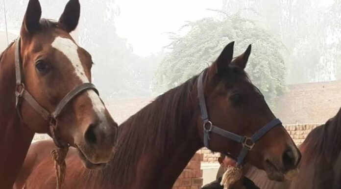 ਬਠਿੰਡਾ : ਗਲੈਂਡਰਜ਼ ਵਾਇਰਸ ਨਾਲ 2 ਘੋੜਿਆਂ ਦੀ ਹੋਈ ਮੌਤ, ਪੰਜਾਬ ‘ਚ ਬੀਮਾਰੀ ਨੇ ਦਿੱਤੀ ਦਸਤਕ