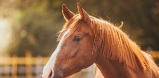 ਬ੍ਰੇਕਿੰਗ : ਪੰਜਾਬ ‘ਚ ਗਲੈਂਡਰਜ਼ ਵਾਇਰਸ ਦੀ ਐਂਟਰੀ, ਘੋੜਿਆਂ ਤੋਂ ਇਨਸਾਨਾਂ ‘ਚ ਫੈਲ ਰਹੀ ਖਤਰਨਾਕ ਬੀਮਾਰੀ