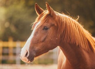 ਬ੍ਰੇਕਿੰਗ : ਪੰਜਾਬ ‘ਚ ਗਲੈਂਡਰਜ਼ ਵਾਇਰਸ ਦੀ ਐਂਟਰੀ, ਘੋੜਿਆਂ ਤੋਂ ਇਨਸਾਨਾਂ ‘ਚ ਫੈਲ ਰਹੀ ਖਤਰਨਾਕ ਬੀਮਾਰੀ