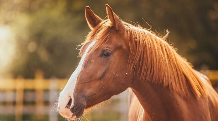ਬ੍ਰੇਕਿੰਗ : ਪੰਜਾਬ ‘ਚ ਗਲੈਂਡਰਜ਼ ਵਾਇਰਸ ਦੀ ਐਂਟਰੀ, ਘੋੜਿਆਂ ਤੋਂ ਇਨਸਾਨਾਂ ‘ਚ ਫੈਲ ਰਹੀ ਖਤਰਨਾਕ ਬੀਮਾਰੀ
