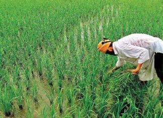 ਵੱਡੀ ਖਬਰ : ਕੇਂਦਰ ਸਰਕਾਰ ਵੱਲੋਂ ਸਾਉਣੀ ਦੀਆਂ ਫ਼ਸਲਾਂ ਦੇ MSP ’ਚ ਵਾਧਾ, ਪੜ੍ਹੋ ਵੇਰਵਾ