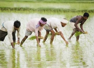 ਅੰਮ੍ਰਿਤਸਰ : ਝੋਨਾ ਲਾਉਂਦੇ-ਲਾਉਂਦੇ ਪਾਕਿਸਤਾਨ ਚਲਾ ਗਿਆ ਪ੍ਰਵਾਸੀ ਮਜ਼ਦੂਰ, ਕਹਿੰਦਾ- ਬਾਬੂ ਜੀ ਹਮੇਂ ਨਹੀਂ ਪਤਾ ਯੇ ਕੈਸੇ ਹੁਆ