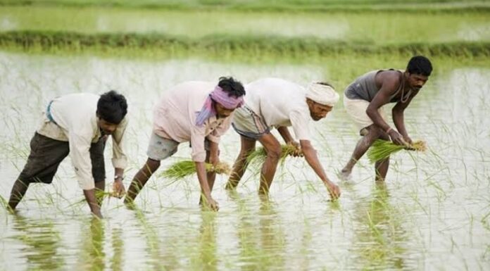 ਅੰਮ੍ਰਿਤਸਰ : ਝੋਨਾ ਲਾਉਂਦੇ-ਲਾਉਂਦੇ ਪਾਕਿਸਤਾਨ ਚਲਾ ਗਿਆ ਪ੍ਰਵਾਸੀ ਮਜ਼ਦੂਰ, ਕਹਿੰਦਾ- ਬਾਬੂ ਜੀ ਹਮੇਂ ਨਹੀਂ ਪਤਾ ਯੇ ਕੈਸੇ ਹੁਆ