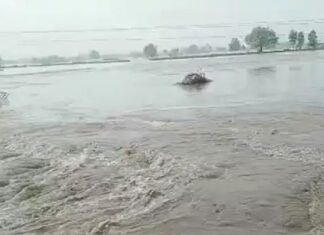 ਅਬੋਹਰ ‘ਚ ਟੁੱਟਿਆ ਮਲੂਕਪੁਰਾ ਮਾਈਨਰ, 600 ਏਕੜ ਫਸਲ ਪਾਣੀ ‘ਚ ਡੁੱਬੀ