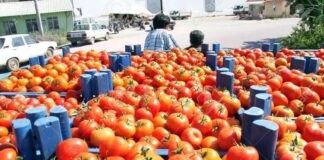 ਬੈਂਗਲੁਰੂ : ਬਦਮਾਸ਼ਾਂ ਦੀ ਗੈਂਗ ਨੇ ਟਮਾਟਰਾਂ ਨਾਲ ਭਰੇ ਟਰੱਕ ਨੂੰ ਲੁੱਟਿਆ, ਟਰੱਕ ‘ਚ ਸਨ ਢਾਈ ਟਨ ਟਮਾਟਰ