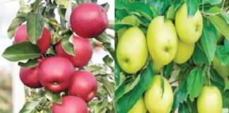 ਹੁਣ ਪੰਜਾਬੀ ਖਾਣਗੇ ਪੰਜਾਬ ਦੇ ਸੇਬ, PAU ਨੇ 2 ਕਿਸਮਾਂ ਦੇ ਪੌਦੇ ਤਿਆਰ ਕੀਤੇ, ਪੜ੍ਹੋ ਪੂਰੀ ਖਬਰ