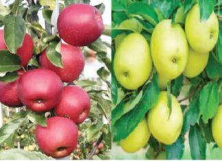 ਹੁਣ ਪੰਜਾਬੀ ਖਾਣਗੇ ਪੰਜਾਬ ਦੇ ਸੇਬ, PAU ਨੇ 2 ਕਿਸਮਾਂ ਦੇ ਪੌਦੇ ਤਿਆਰ ਕੀਤੇ, ਪੜ੍ਹੋ ਪੂਰੀ ਖਬਰ