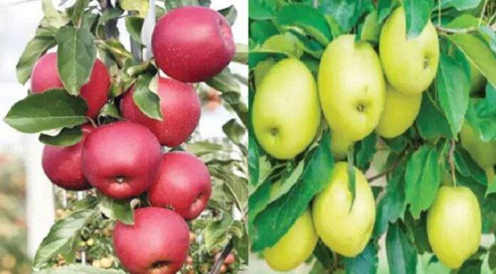 ਹੁਣ ਪੰਜਾਬੀ ਖਾਣਗੇ ਪੰਜਾਬ ਦੇ ਸੇਬ, PAU ਨੇ 2 ਕਿਸਮਾਂ ਦੇ ਪੌਦੇ ਤਿਆਰ ਕੀਤੇ, ਪੜ੍ਹੋ ਪੂਰੀ ਖਬਰ