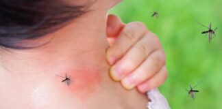 ਪੰਜਾਬ ‘ਚ ਹੜ੍ਹਾਂ ਪਿੱਛੋਂ ਡੇਂਗੂ ਦੀ ਦਹਿਸ਼ਤ: 291 ਹੋਈ ਪਾਜ਼ੇਟਿਵ ਕੇਸਾਂ ਦੀ ਗਿਣਤੀ, ਇਕ ਦੀ ਮੌ.ਤ