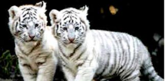 ਜਲੰਧਰ : ਚੀਤੇ ਦੇ ਬੱਚੇ ਨੂੰ 95 ਲੱਖ ‘ਚ ਵੇਚਣ ਦੀ ਤਿਆਰੀ ਕਰਦੇ 2 ਜਣੇ ਗ੍ਰਿਫਤਾਰ