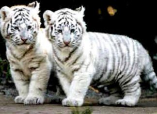 ਜਲੰਧਰ : ਚੀਤੇ ਦੇ ਬੱਚੇ ਨੂੰ 95 ਲੱਖ ‘ਚ ਵੇਚਣ ਦੀ ਤਿਆਰੀ ਕਰਦੇ 2 ਜਣੇ ਗ੍ਰਿਫਤਾਰ